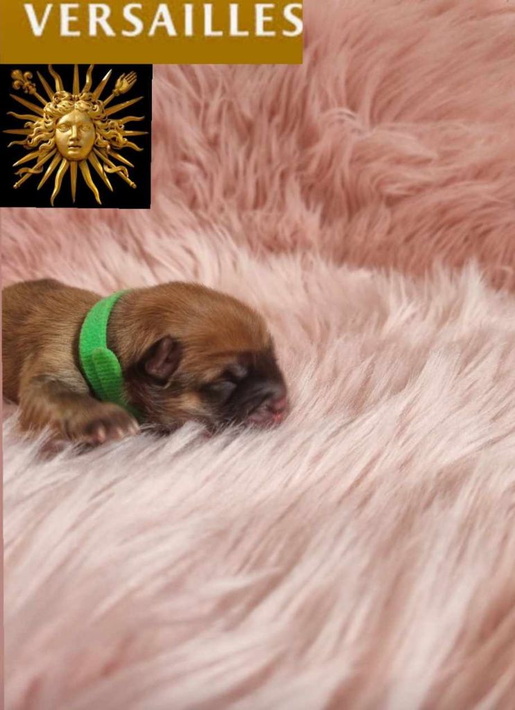 Intense Island Chow - Chiot disponible  - Chow Chow