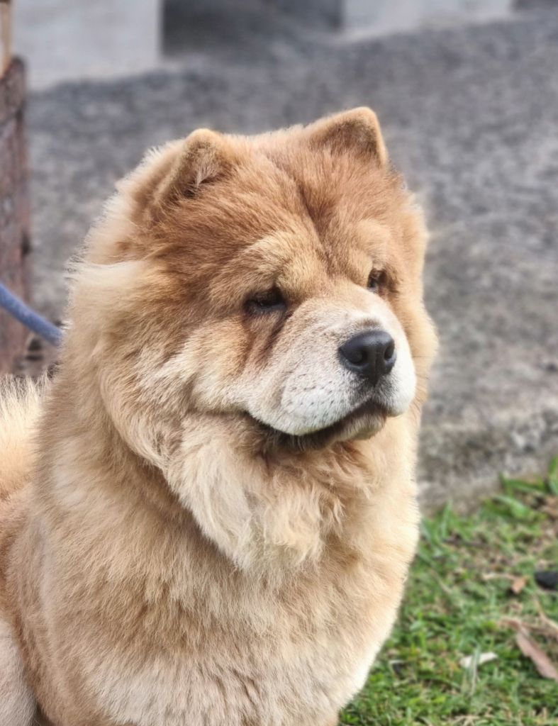 Intense Island Chow Tinker bell