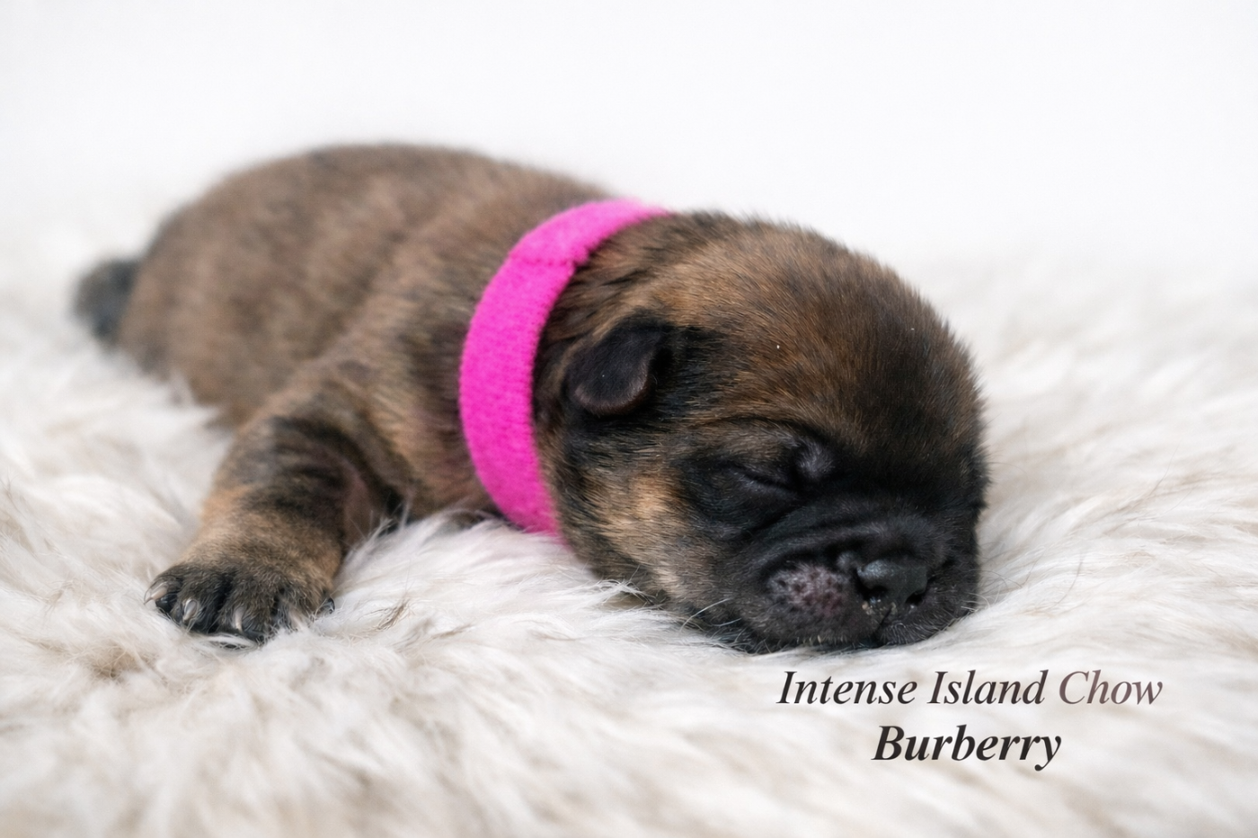 Intense Island Chow - Chiots disponibles - Chow Chow