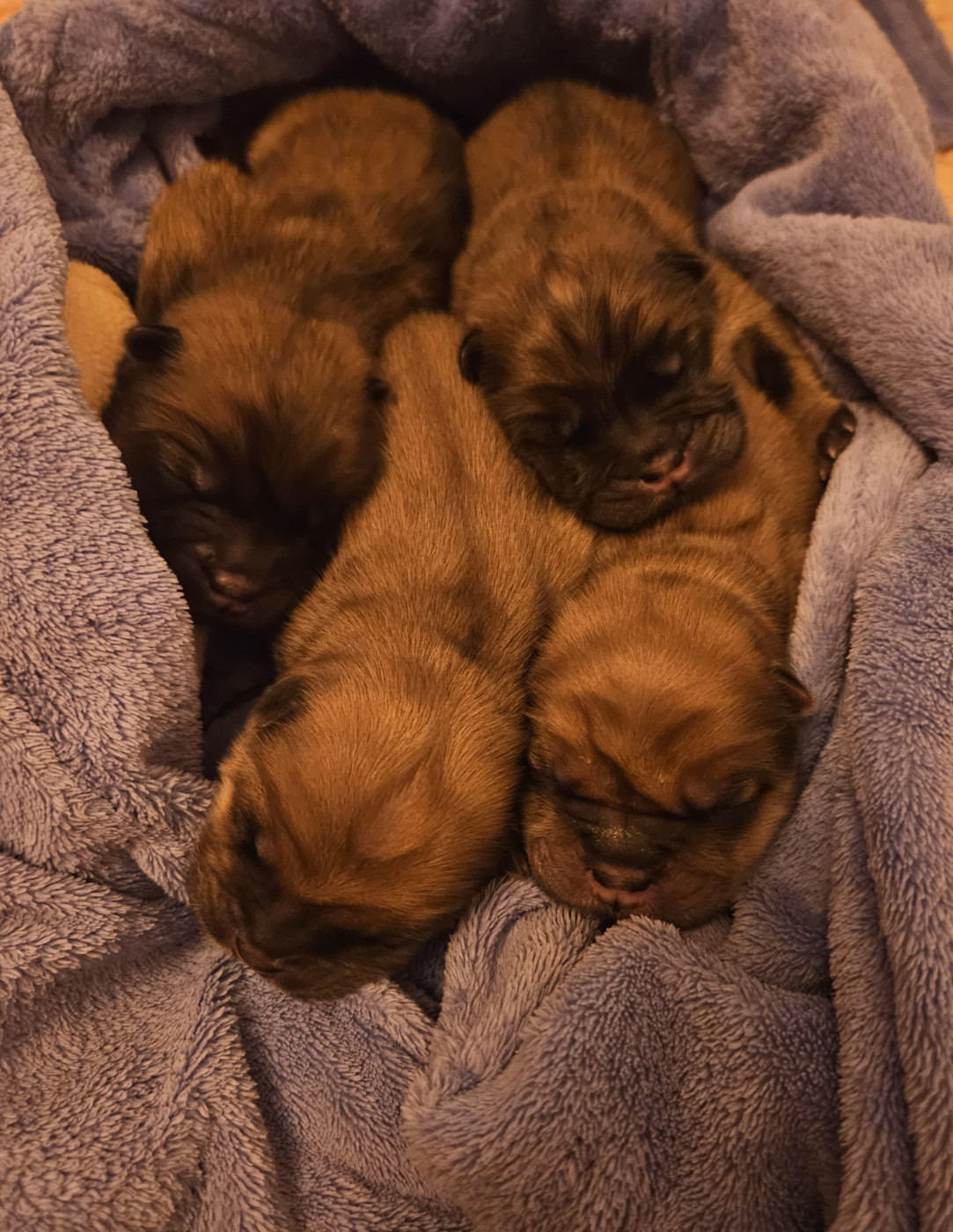 Chiot Chow Chow Intense Island Chow