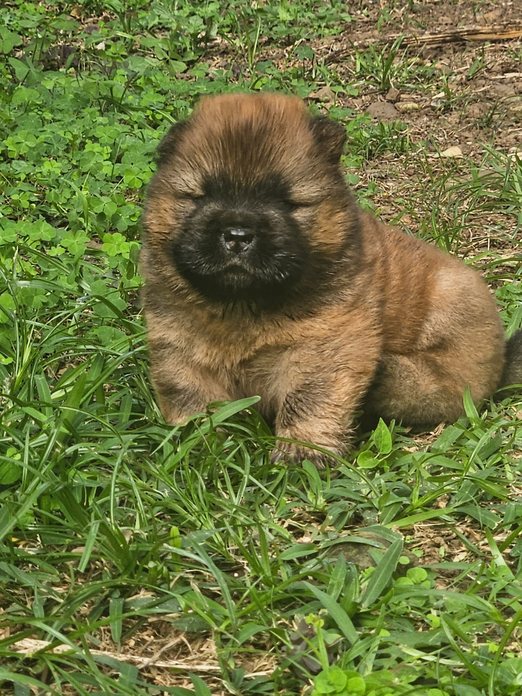 Intense Island Chow - Chiots disponibles - Chow Chow