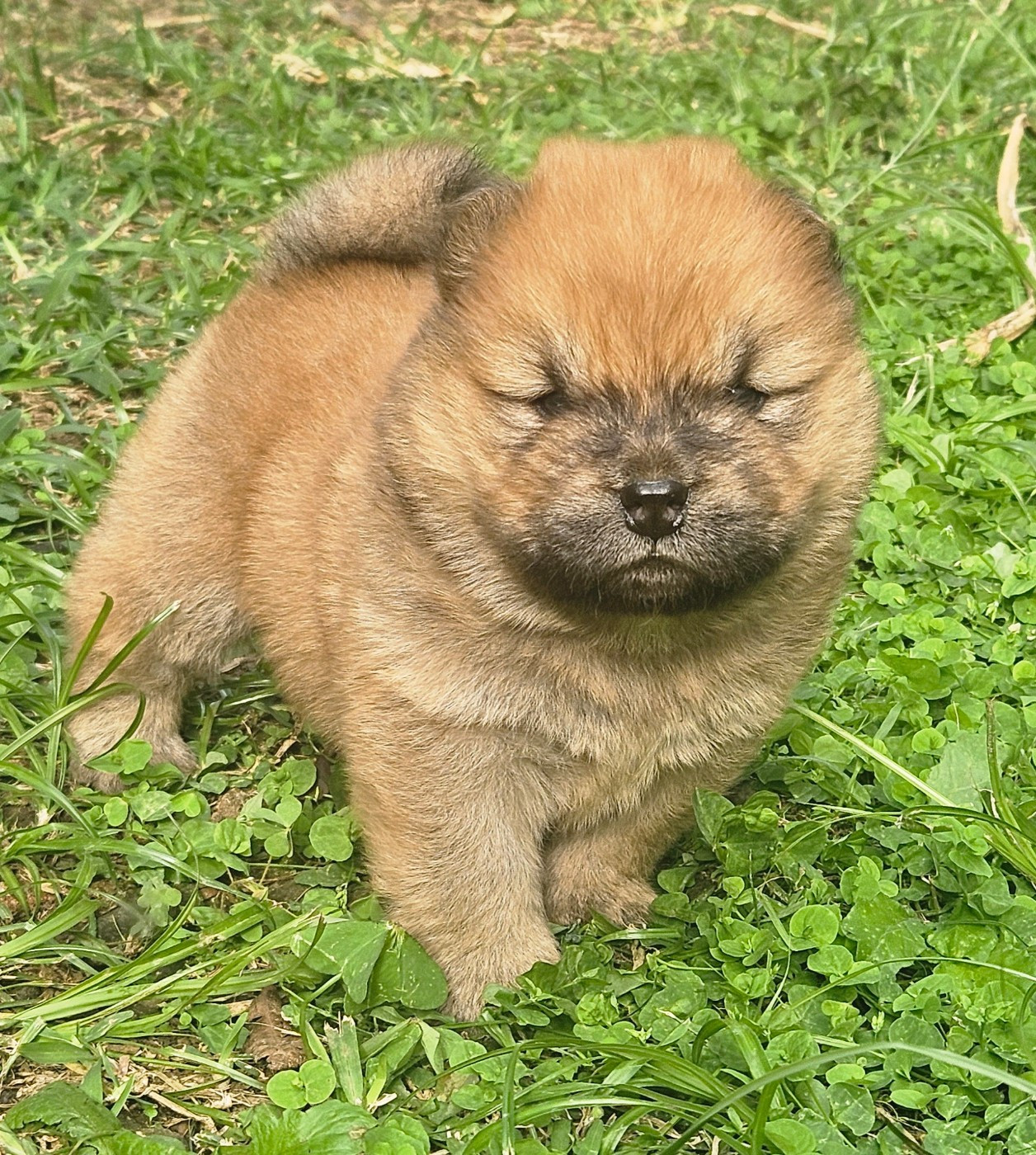 Intense Island Chow - Chiots disponibles - Chow Chow