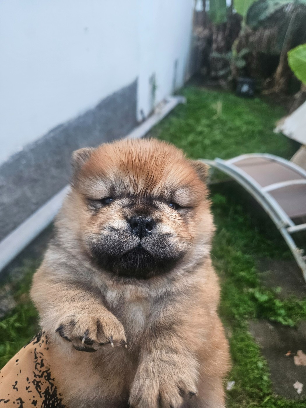 Intense Island Chow - Chiots disponibles - Chow Chow