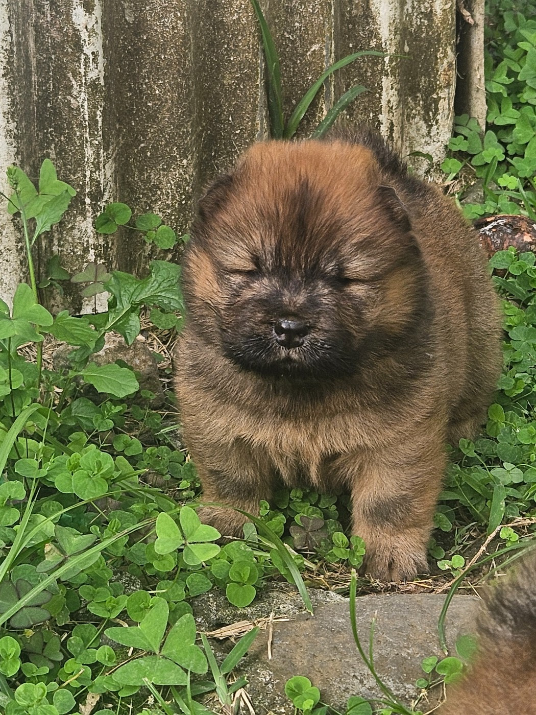 Intense Island Chow - Chiots disponibles - Chow Chow